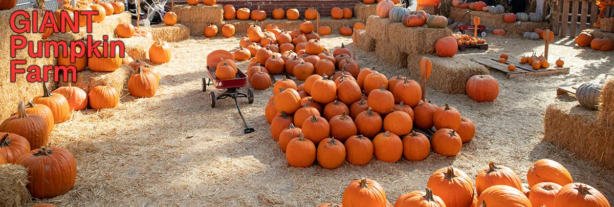 Logo for GIANT Pumpkin Farm